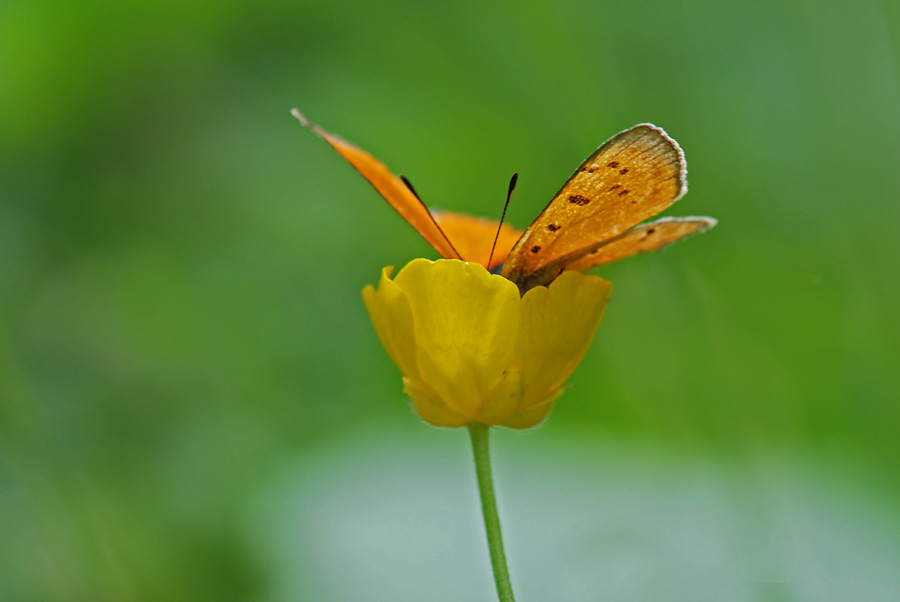 Quando c''era il sole, Lycaena virgaureae